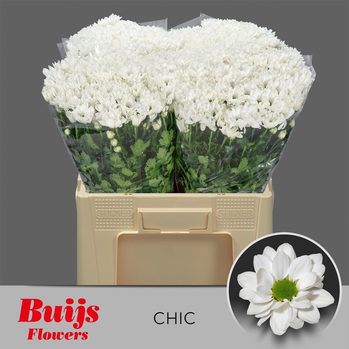 <h4>CHR T CHIC</h4>
