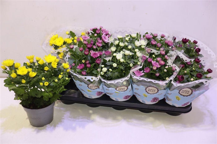 <h4>Chrys Gevuldbl Gem</h4>