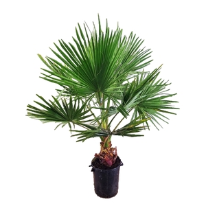 Washingtonia robusta