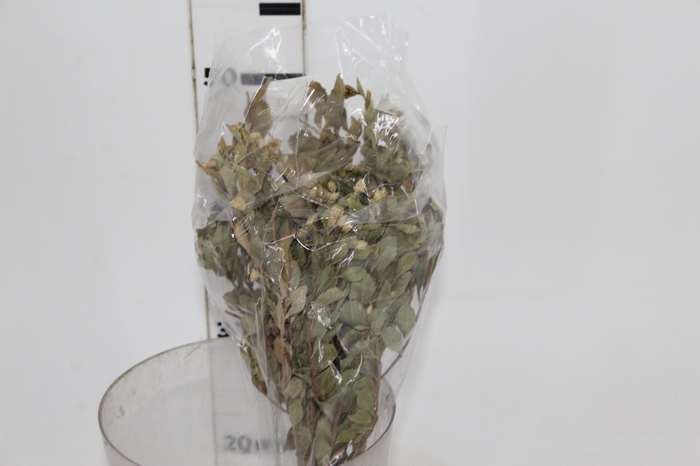 <h4>PLANTA SECA ALECRIN BEGE 50CM</h4>