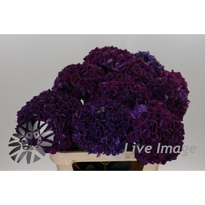 Hydrangea mag ruby aubergine