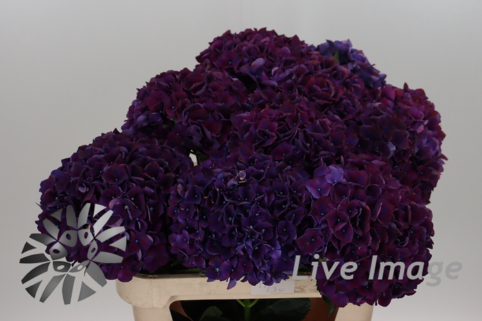 <h4>Hydrangea mag ruby aubergine</h4>