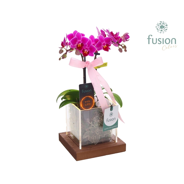 <h4>Acryl bakje LED met Phalaenopsis Love</h4>