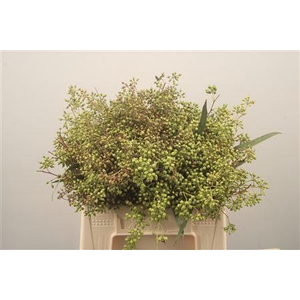 Euc Exotica Berry Per Bunch