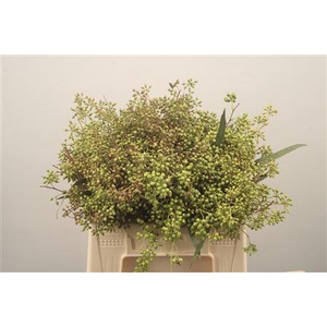 Euc Exotica Berry Per Bunch