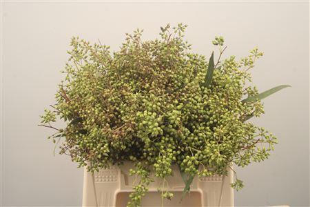 <h4>Euc Exotica Berry Per Bunch</h4>