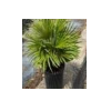 Chamaerops humilis