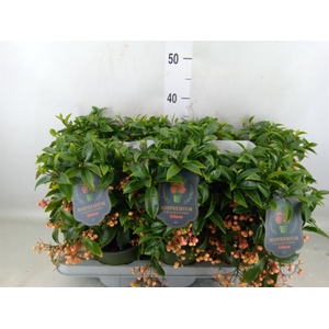 Ardisia crenata 'Bos Premium Salmo'