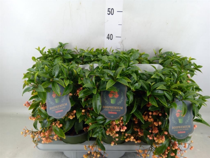 <h4>Ardisia crenata 'Bos Premium Salmo'</h4>