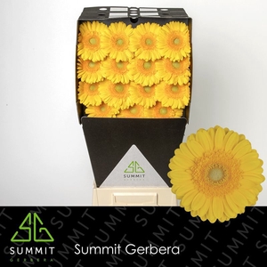 Gerbera Captiva Diamond