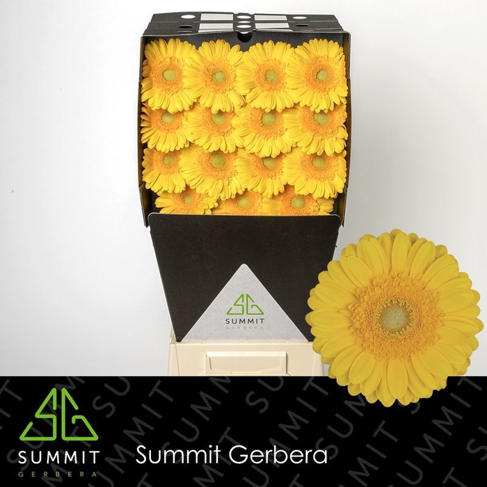 <h4>Gerbera Captiva Diamond</h4>