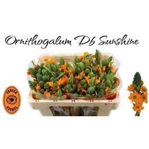 ORNIT DB SUNSHINE