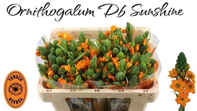 <h4>ORNIT DB SUNSHINE</h4>