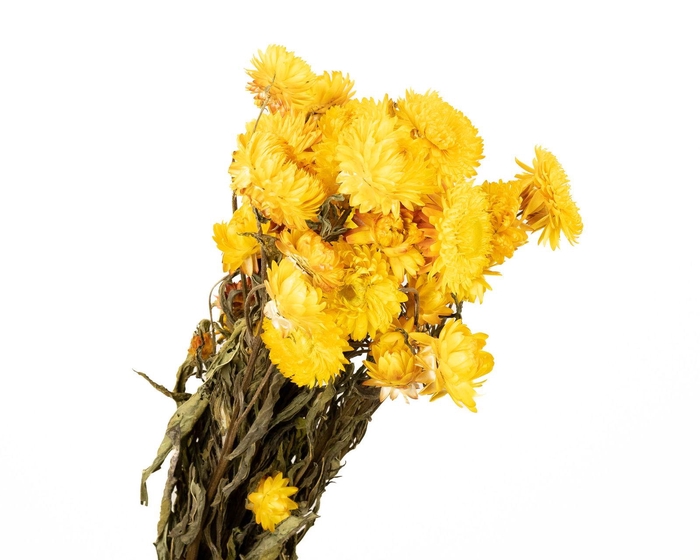 Helichrysum Yellow