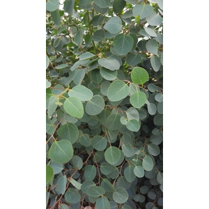 Greens - Eucalyptus populus