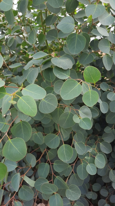 <h4>Greens - Eucalyptus populus</h4>