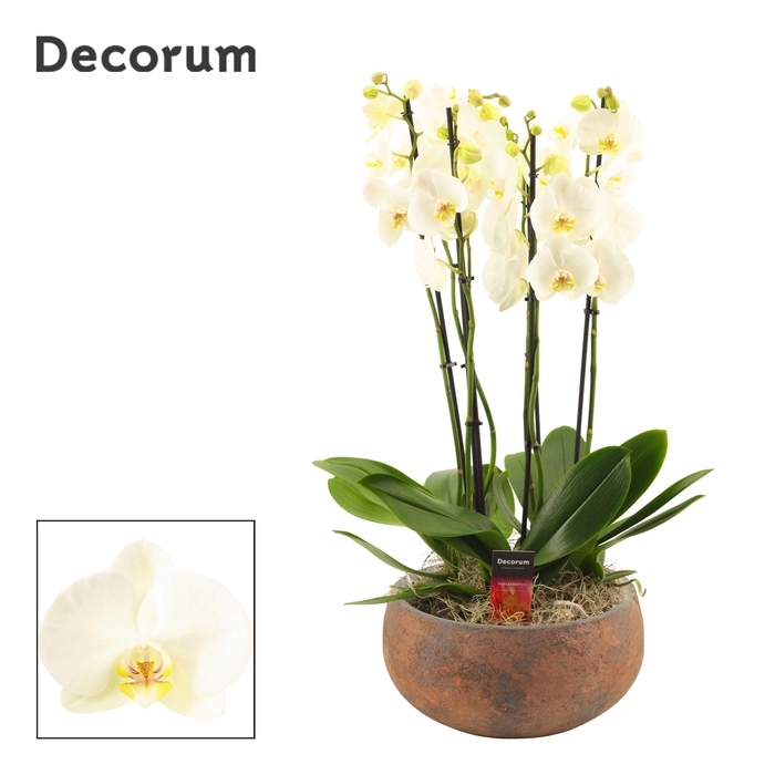 <h4>Yara 6 tak symphony white (Deco-collection)</h4>