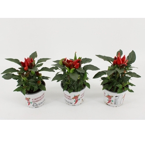 Capsicum Favorit Red