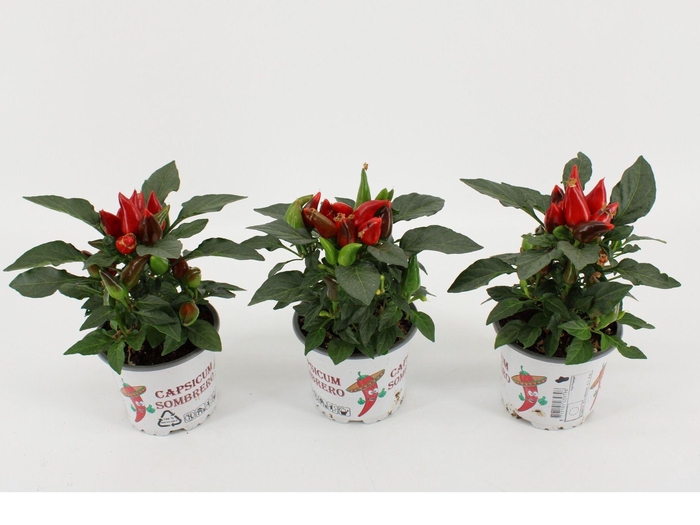 <h4>Capsicum Favorit Red</h4>