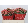 Hypericum Sweet Romance