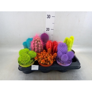 Cactus   ...