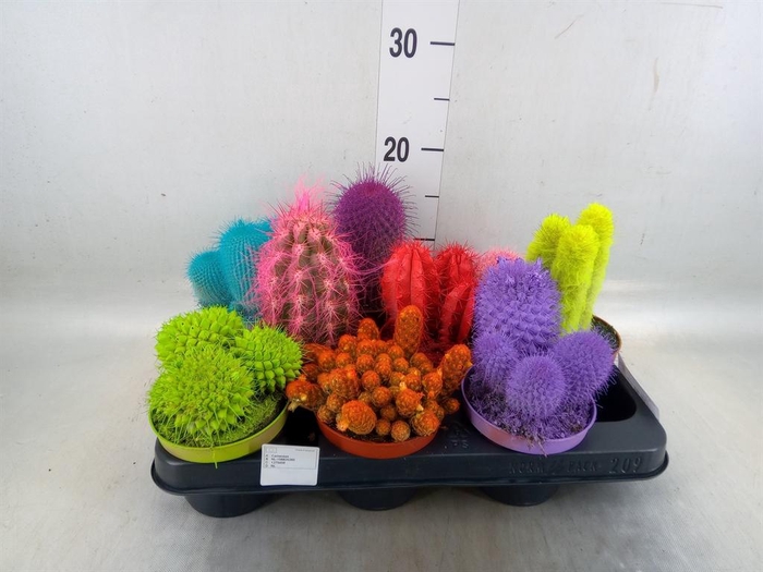 <h4>Cactus   ...</h4>