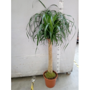 Beaucarnea recurvata