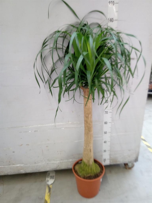 <h4>Beaucarnea recurvata</h4>