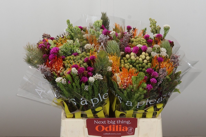 <h4>BQ Kaaps Groen Rivermix</h4>
