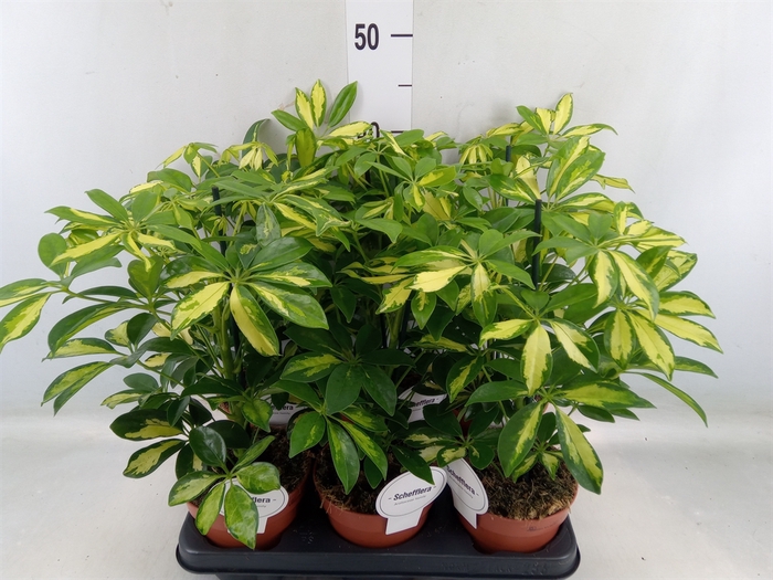 <h4>Schefflera arbor. 'Gerda'</h4>