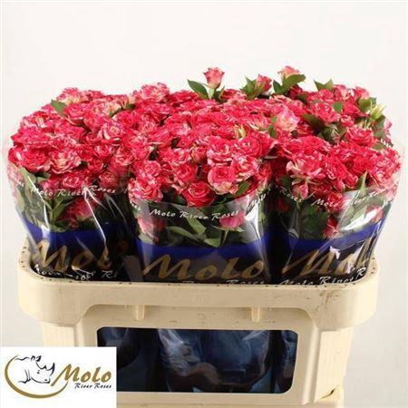 <h4>R Tr Fireworks</h4>