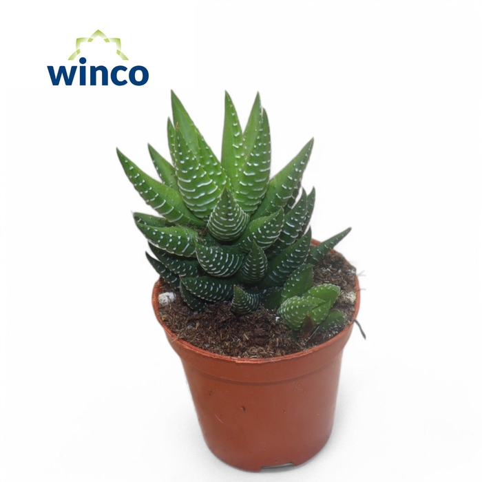 <h4>Haworthia Coarctata</h4>