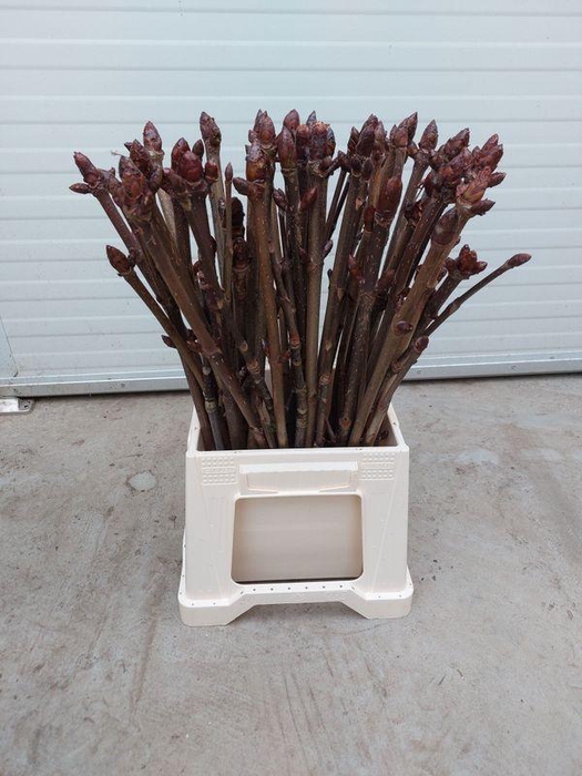 <h4>KASTANJE TAK#</h4>