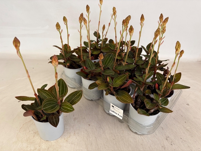 <h4>LUD DISCOLOR</h4>