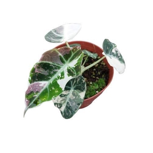 Alo black velvet variegata