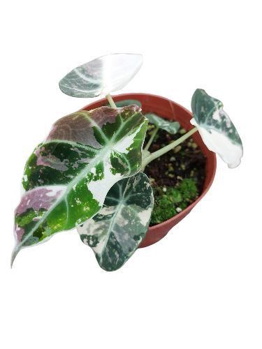 <h4>Alo black velvet variegata</h4>