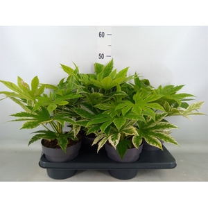 Fatsia japonica 'Variegata'