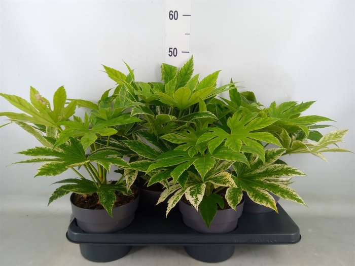 <h4>Fatsia japonica 'Variegata'</h4>