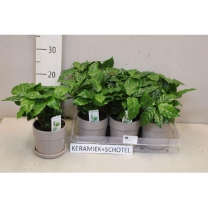 COFFEA ARABICA
