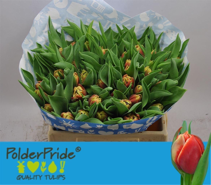 <h4>Tu Du Concorde</h4>