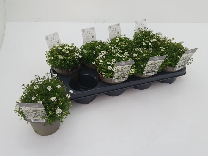 <h4>HUTCHINSIA ALPINA</h4>