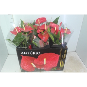 ANTHURIUM MICHIGAN P17 PREMIUM