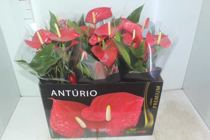 <h4>ANTHURIUM MICHIGAN P17 PREMIUM</h4>