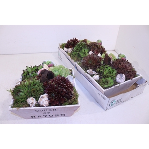 ARR SEMPERVIVUM
