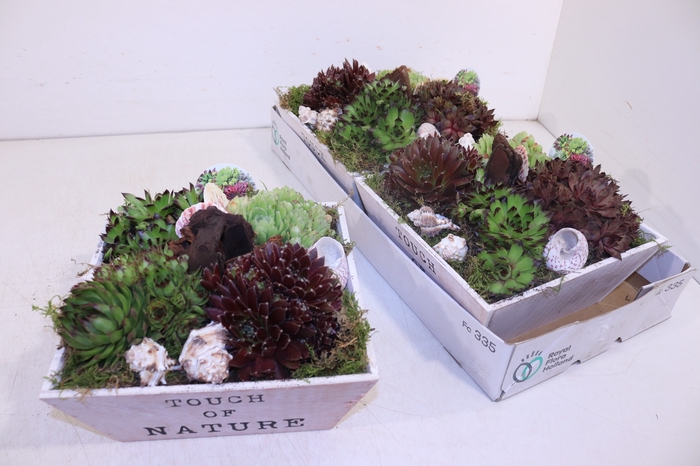<h4>ARR SEMPERVIVUM</h4>