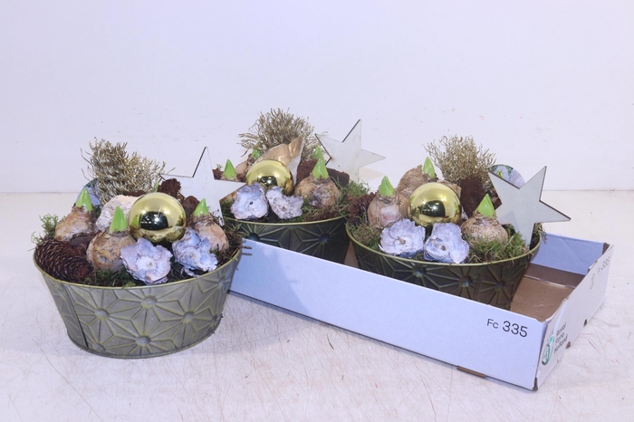 <h4>ARR HYACINTH</h4>