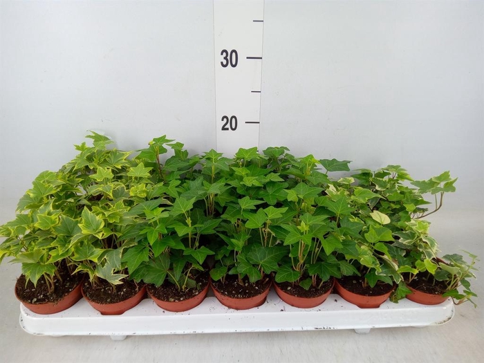 <h4>Hedera   ...mix</h4>