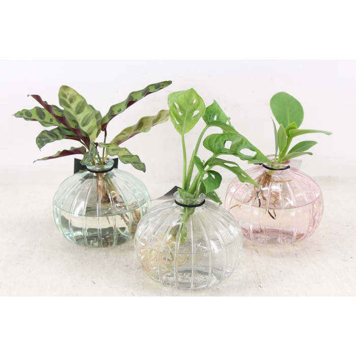 <h4>Arr3 Vde - Glas Nela Mix X3</h4>