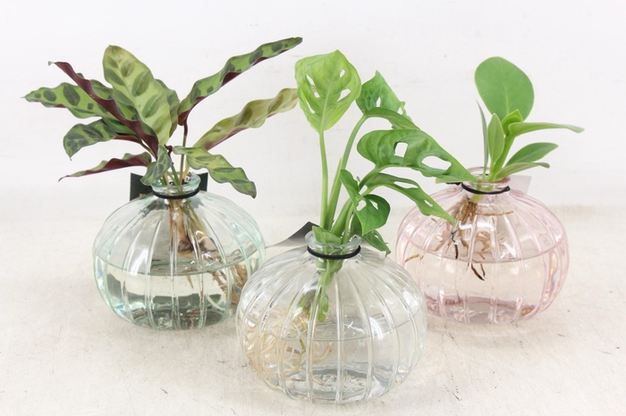 <h4>arr3 VDE - Glas Nela mix x3</h4>