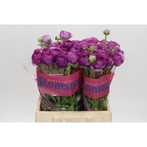 Ranunculus Romance Loubeyres